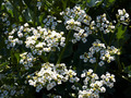 Crambe maritima IMG_4454 Modrak morski